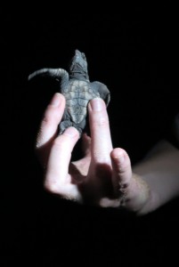 2015.3.8 Baby Turtle Umbilical close, Mon Repos, QLD, Australia  